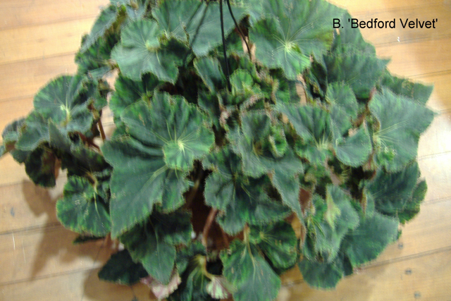 B. ‘Bedford Velvet’